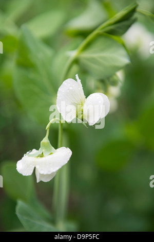 La floraison des plantes de pois 'Premium' en potager, au Royaume-Uni. Banque D'Images