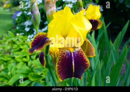 Iris jaune et chocolat dans un jardin. Banque D'Images