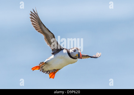 Macareux moine (Fratercula arctica) battant a réussi son terrier sur l'île de Skomer, Pembrokeshire Banque D'Images