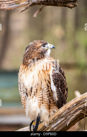 Une Buse à queue rouge recherche pour son prochain repas. Carolina Raptor Center. Banque D'Images