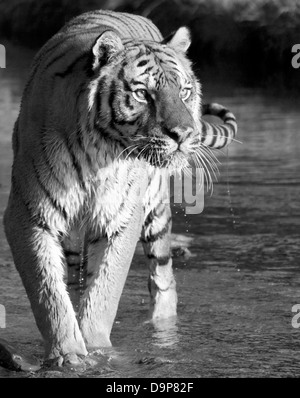 Siberian Tiger walking via un flux. Banque D'Images