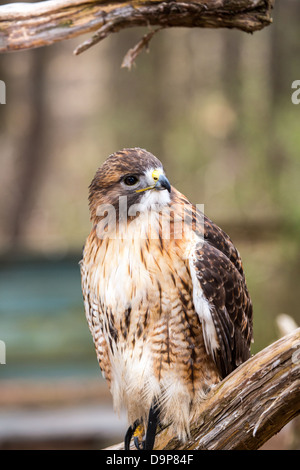 Une Buse à queue rouge recherche pour son prochain repas. Carolina Raptor Center. Banque D'Images