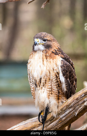 Une Buse à queue rouge recherche pour son prochain repas. Carolina Raptor Center. Banque D'Images