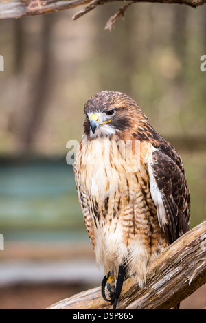 Une Buse à queue rouge recherche pour son prochain repas. Carolina Raptor Center. Banque D'Images