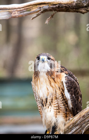 Une Buse à queue rouge recherche pour son prochain repas. Carolina Raptor Center. Banque D'Images