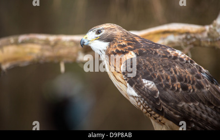 Une Buse à queue rouge recherche pour son prochain repas. Carolina Raptor Center. Banque D'Images