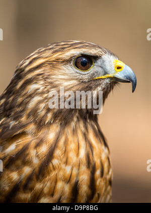 Une Buse à queue rouge recherche pour son prochain repas. Carolina Raptor Center. Banque D'Images