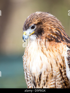 Une Buse à queue rouge recherche pour son prochain repas. Carolina Raptor Center. Banque D'Images