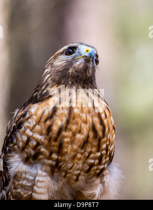 Une Buse à queue rouge recherche pour son prochain repas. Carolina Raptor Center. Banque D'Images