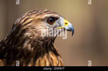 Une Buse à queue rouge recherche pour son prochain repas. Carolina Raptor Center. Banque D'Images