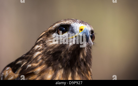 Une Buse à queue rouge recherche pour son prochain repas. Carolina Raptor Center. Banque D'Images