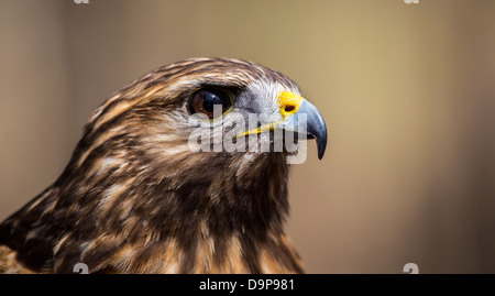 Une Buse à queue rouge recherche pour son prochain repas. Carolina Raptor Center. Banque D'Images