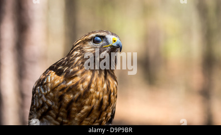 Une Buse à queue rouge recherche pour son prochain repas. Carolina Raptor Center. Banque D'Images