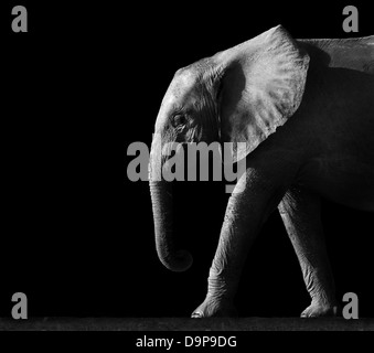 Image noir et blanc artistique d'un éléphant d'Afrique Banque D'Images