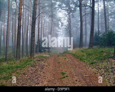 Brouillard dans la forêt Banque D'Images