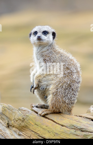 Meerkat sentry alerte à la direction générale sur l'article Banque D'Images