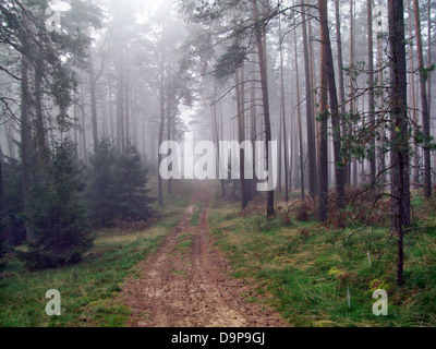 Forêt dans le brouillard Banque D'Images