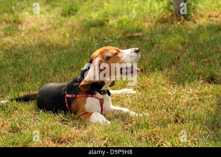 Beagle paresseux debout dans l'herbe dans une chaude journée d'été Banque D'Images