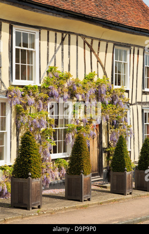 Wisteria floribunda autour d'un croissant jaune pittoresque maison à colombages/dans village historique de Lavenham, Suffolk, Angleterre, Royaume-Uni, Angleterre Banque D'Images