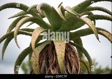 Libre d'Aloe Excelsa arbre dans le KwaZulu-Natal, Afrique du Sud. Banque D'Images