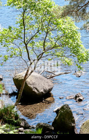 Belle vue d'un arbre près de l'eau Banque D'Images