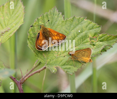 Macro close-up d'un grand mâle et femelle papillon hespérie (Ochlodes sylvanus) posant sur une feuille Banque D'Images