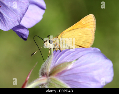 Macro close-up du grand brun papillon hespérie (Ochlodes sylvanus) posant sur une fleur pourpre Banque D'Images