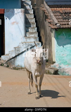 L'Asie, l'Inde, Karnataka, Belur, une vache sacrée dans les rues de Belur Banque D'Images