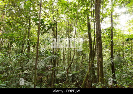 L'intérieur de forêt tropicale en Equateur Banque D'Images