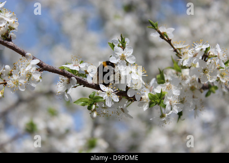 Droit de bumblebee sur l'arbre en fleurs de prune Banque D'Images