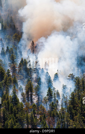 Incendie de forêt fait rage de pointe est le 21 juin 2013 près de La Veta, CO. L'incendie a commencé après une foudre a détruit 13 000 hectares de forêt. Banque D'Images