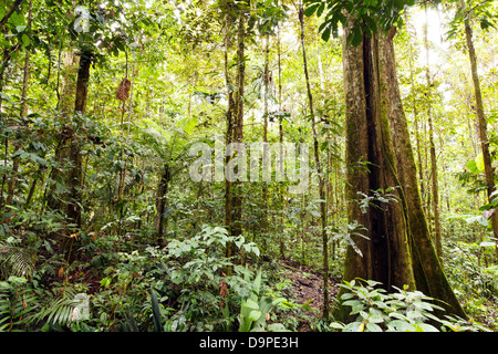 Arbre géant renforcé avec racines et tronc cannelé, Equateur Banque D'Images