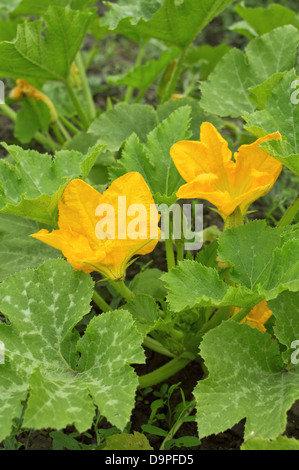 Fleurs de citrouille jaune entre les feuilles vertes. Banque D'Images