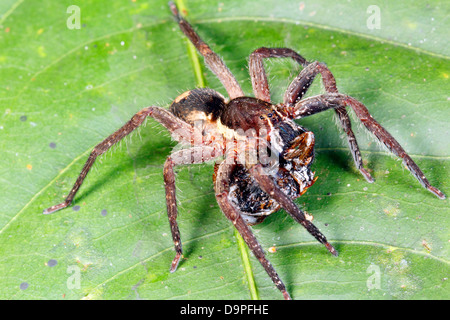 Spider errance (famille Ctenidae) manger un insecte dans le sous-étage de la forêt tropicale, la nuit, de l'Équateur Banque D'Images