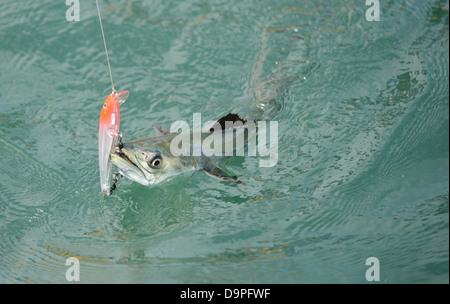 Le maquereau espagnol poisson pris sur l'hameçon et la ligne de pêche dans la région de ocean Banque D'Images