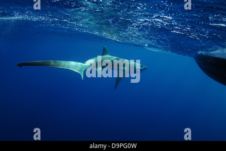 Requin en natation sous-marine de l'océan près de voile Banque D'Images