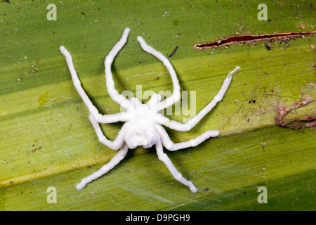 Spider infectés et tués par un champignon Cordyceps. Corps entièrement recouverts d'hyphes de champignons blancs. Dans la forêt tropicale, l'Équateur Banque D'Images