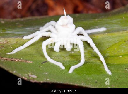 Spider infectés et tués par un champignon Cordyceps. Corps entièrement recouverts d'hyphes de champignons blancs. Dans la forêt tropicale, l'Équateur Banque D'Images