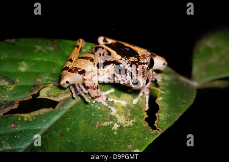 Huia cavitympanum trou dans la tête de grenouille penché Hot Springs, le Parc de Kinabalu, Sabah en Malaisie. Endémique à Bornéo Banque D'Images