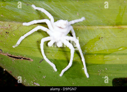 Spider infectés et tués par un champignon Cordyceps. Corps entièrement recouverts d'hyphes de champignons blancs. Dans la forêt tropicale, l'Équateur Banque D'Images