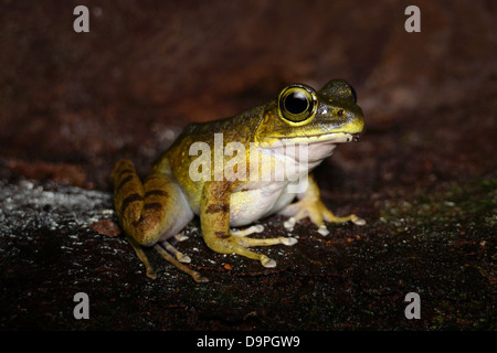 Meristogenys kinabaluensis grenouille torrent de montagne dans le Parc de Kinabalu. Seulement dans les montagnes de Sabah, Sarawak, et Kalimantan, Bornéo Banque D'Images