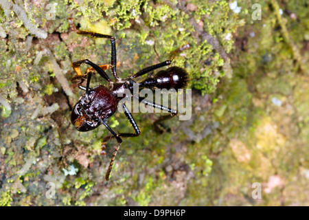 Balle ou Ant Conga (Paraponera clavata) dans la forêt tropicale, de l'Équateur. Une espèce très dangereuse avec une piqûre douloureuse. Banque D'Images