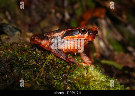 Xenophrys baluensis ou Megophrys sur Mt. Kinabalu, Sabah, Malaisie, Bornéo. Endémique de montagnes de Bornéo. Banque D'Images