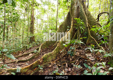 Grand arbre dans la forêt tropicale primaire avec racines contrefort, Equateur Banque D'Images