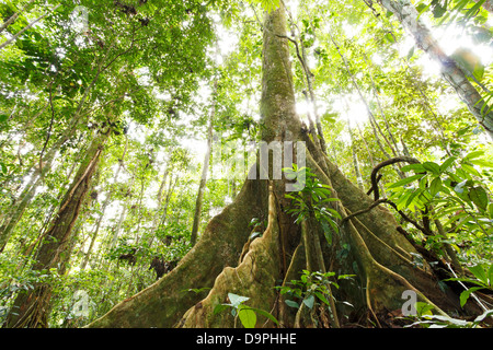 Grand arbre dans la forêt tropicale primaire avec racines contrefort, Equateur Banque D'Images