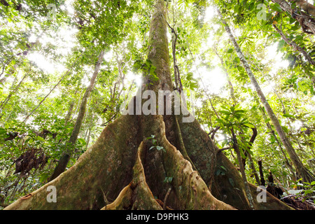 Grand arbre dans la forêt tropicale primaire avec racines contrefort, Equateur Banque D'Images