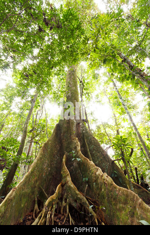 Grand arbre dans la forêt tropicale primaire avec racines contrefort, Equateur Banque D'Images