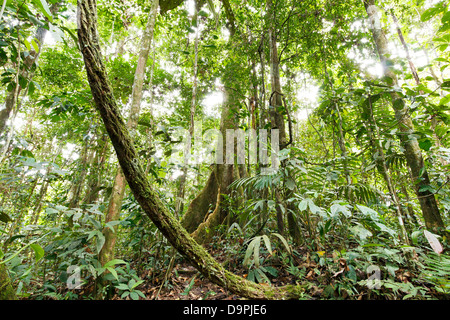 Grand arbre avec contrefort racines dans l'Amazonie équatorienne avec une liane en premier plan Banque D'Images