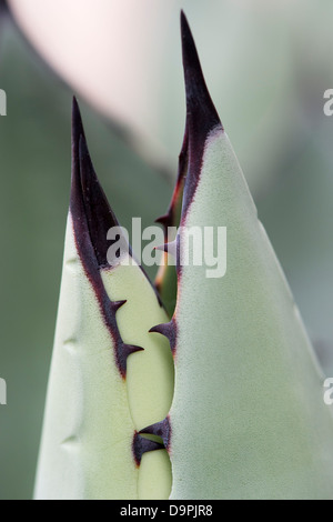 La plante d'Agave Parryi Banque D'Images