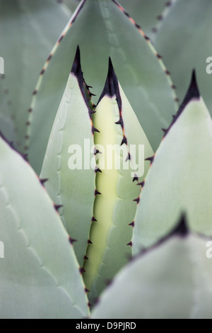 La plante d'Agave Parryi Banque D'Images